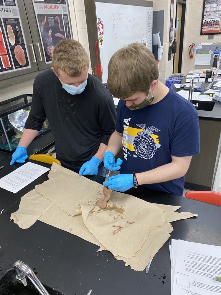 Advance bio 2021 - squid